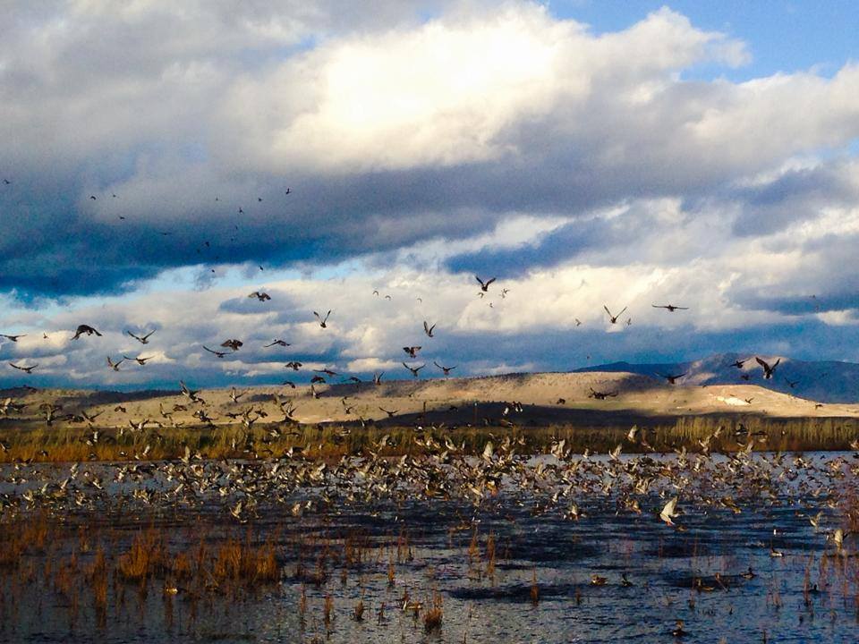 Flights Arriving Daily! Birds are funneling into Klamath Basin National Wildlife Refuge Complex Photo: A Mize/USFWS; from @USFWSPacSWest