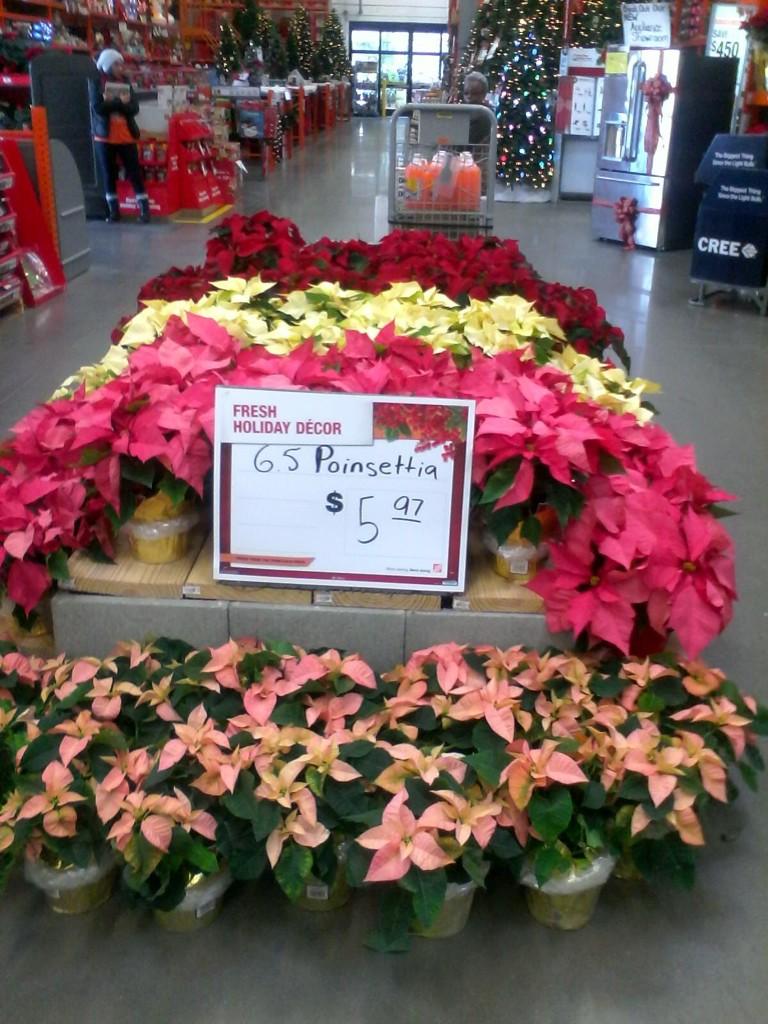 CedricoS036's tweet photo. Come get your poinsettia today at 704 Wolfchase @Jaydeckard @ddavis_m @CockeMayo  @christydumas @VWIGreenhouse http://t.co/B5iV8VnJ9I