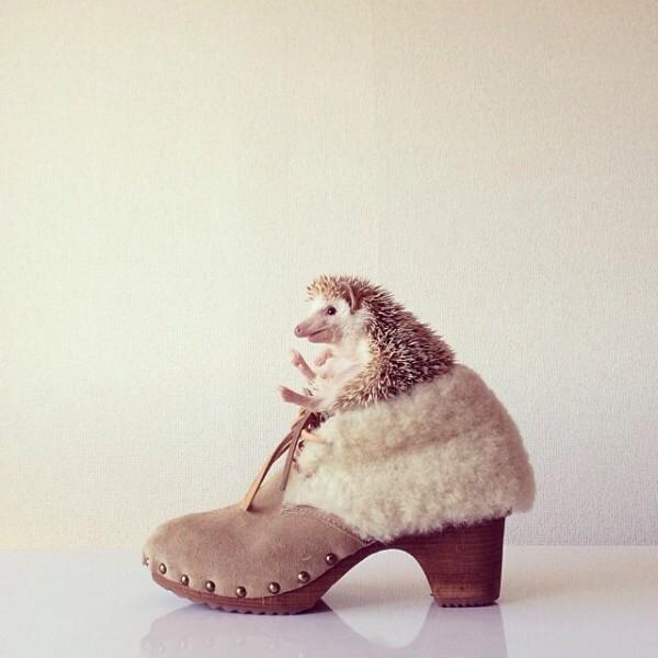 Emergency Hedgehogs tweet media