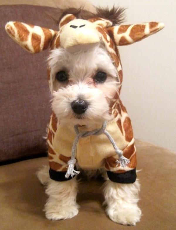 VegetarianGirl's tweet photo. This giraffe costume is his favorite thing to wear http://t.co/1OpMGIJPSg