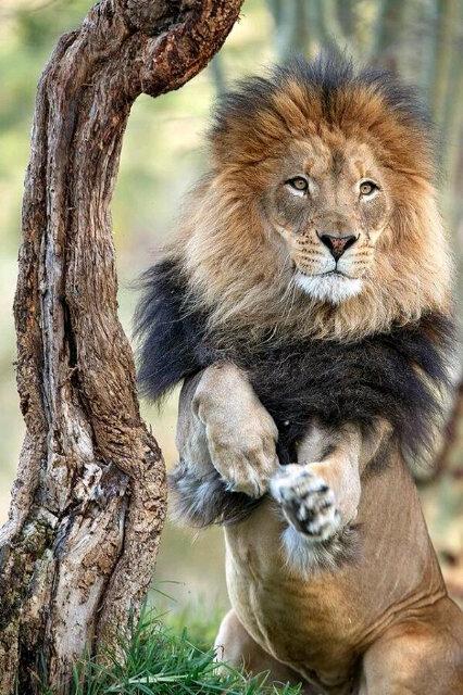 Desiree_Laverne's tweet photo. #SaveOurLions #BanTrophyHunting #BanCannedHunting #LIFEnotExtinction #TweetstormAgainstExtinction http://t.co/Q75AvR7BMd
