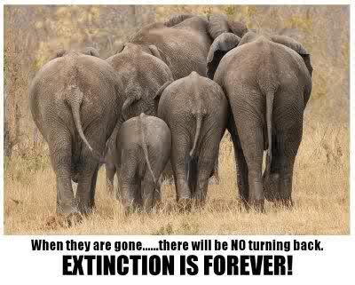 Desiree_Laverne's tweet photo. #SaveOurElephants #LIFEnotExtinction #TweetstormAgainstExtinction http://t.co/FxK0Duj9Kr