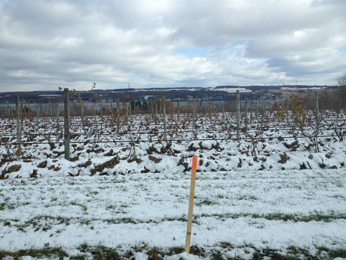 Snow has arrived at the vineyard! #Skaneateleswinery