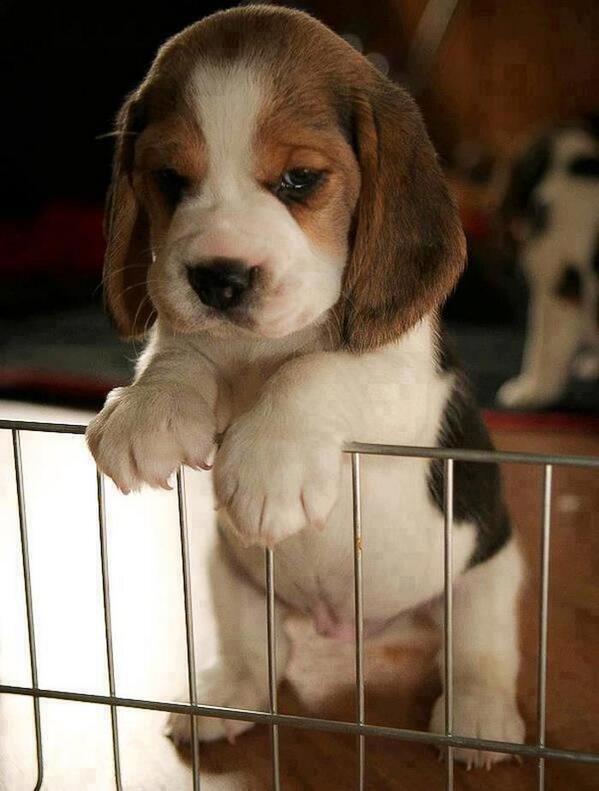 VegetarianGirl's tweet photo. look at his cute little belly! http://t.co/zoVjkHj01K