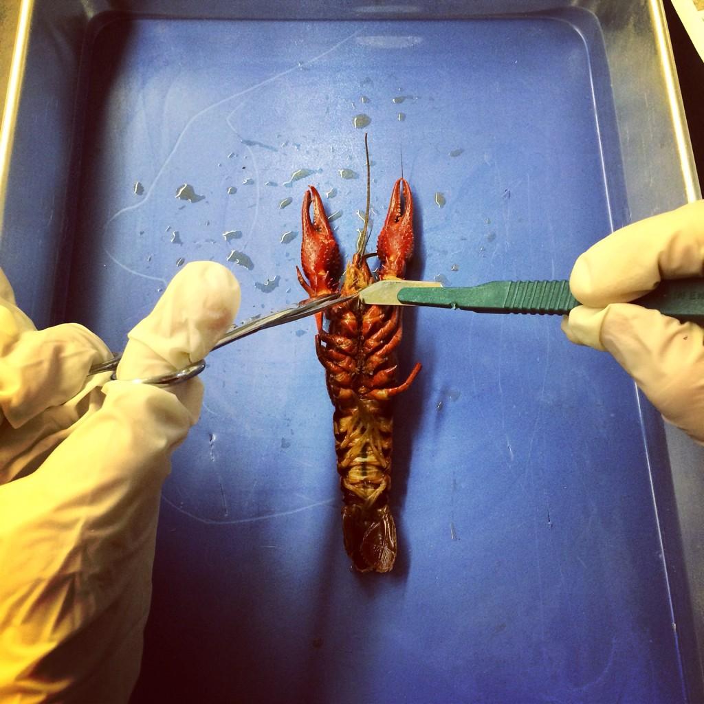MsFeidenScience's tweet photo. Biology and Dissection club #diggingin #crayfishweek #MS167 http://t.co/GkmoTXl77f