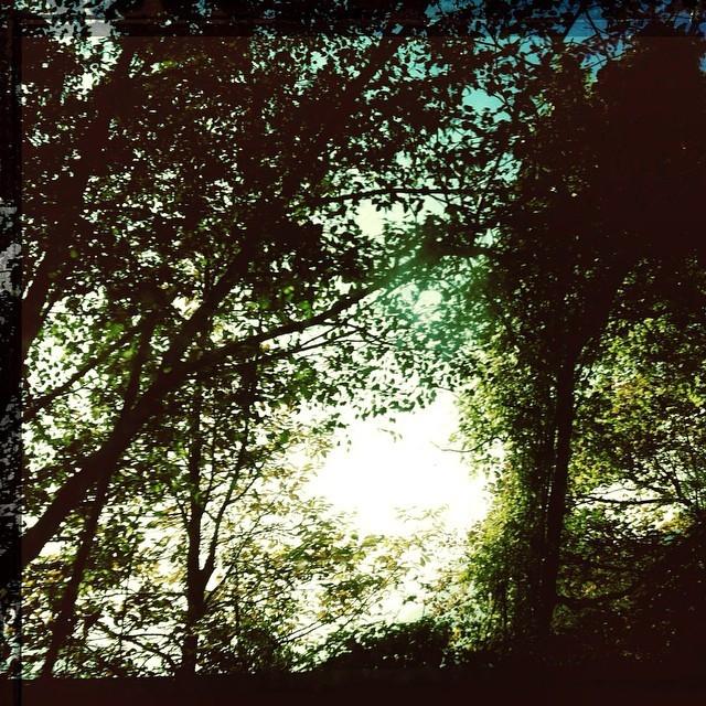 FeelingItaly's tweet image. InstaPic by joannedunn1973: #polaroidtransfer #woods #art #iphone #leaves #trees #mountains #sun #italy #italia #...