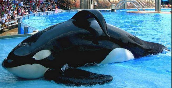 seaworld turned this apex predator into a circus clown having to beg for food. Where is the respect!! #OpSeaWorld