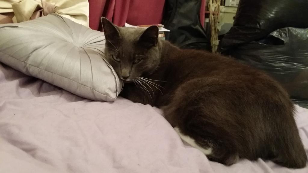 poppypurrington's tweet photo. This is my Princess Pillow! It's very comfy. http://t.co/mVO87plbph