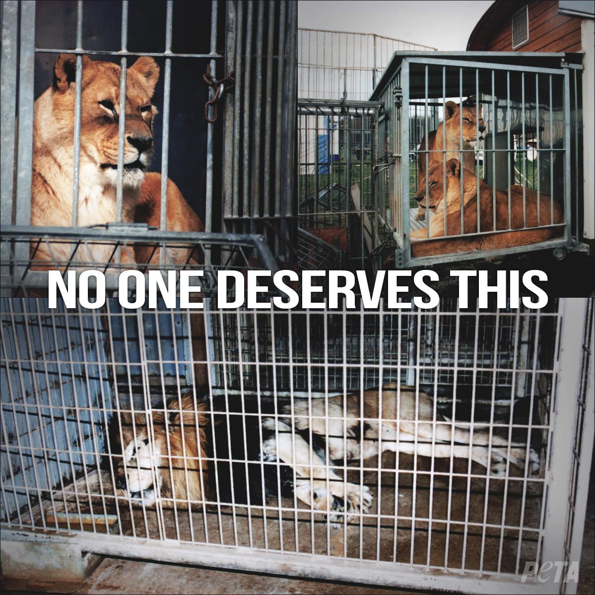 PETA on Twitter: PETA on Twitter: