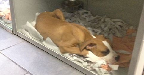 AASBC's tweet image. A day in the life of AAS: Puppy in small pet store cage at Pet Habitat in Burnaby. Read more: on.fb.me/11zS1PH