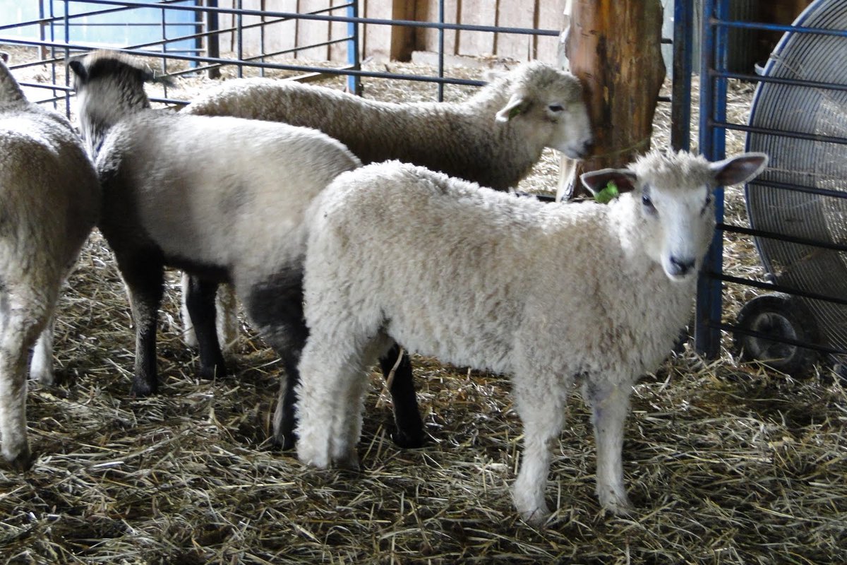 GrumpyShepherd_'s tweet image. Hey @Jonah_Jax. You say you can't get no satisfaction. Are you as unsatisfied as this sheep? Baa
Sheep on, My Friend.