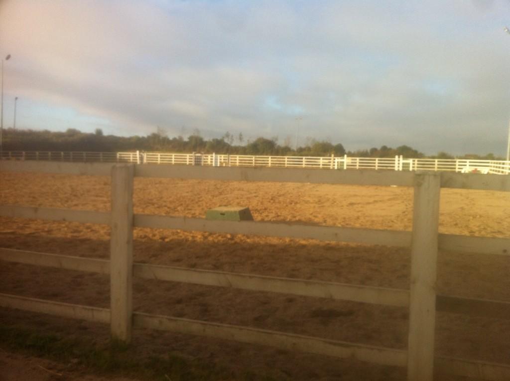 Loving the facilities at the new yard. Happy horses makes a happy Jildau