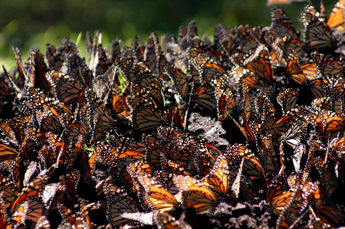 #MariposaMonarca visita los Santuarios: El Rosario, El Asoleadero, Senguio y Sierra Chincua. #Michoacán @turismo_mich