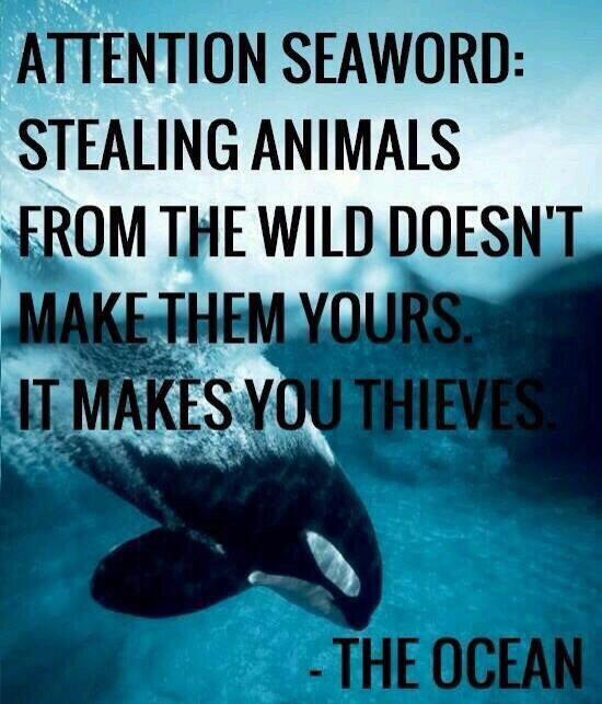 victorialea1993's tweet image. @SeaWorld #blackfish #anticap #orcaproject