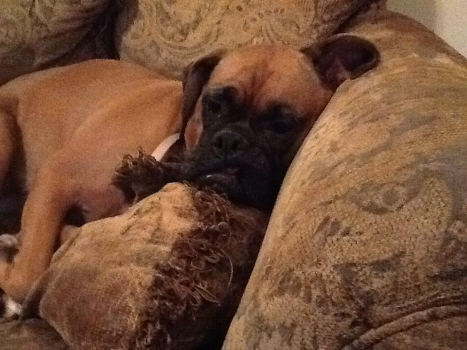 termagatorbytes's tweet image. Sleepy dog😇