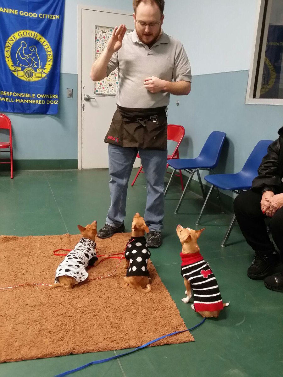 AMDogTrainer tweet picture