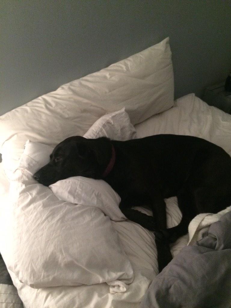 J_whitney92's tweet image. True love is letting your puppy have most of your bed just so you can cuddle. ❤️🐶 #puppy #palsforever #babygirl #love