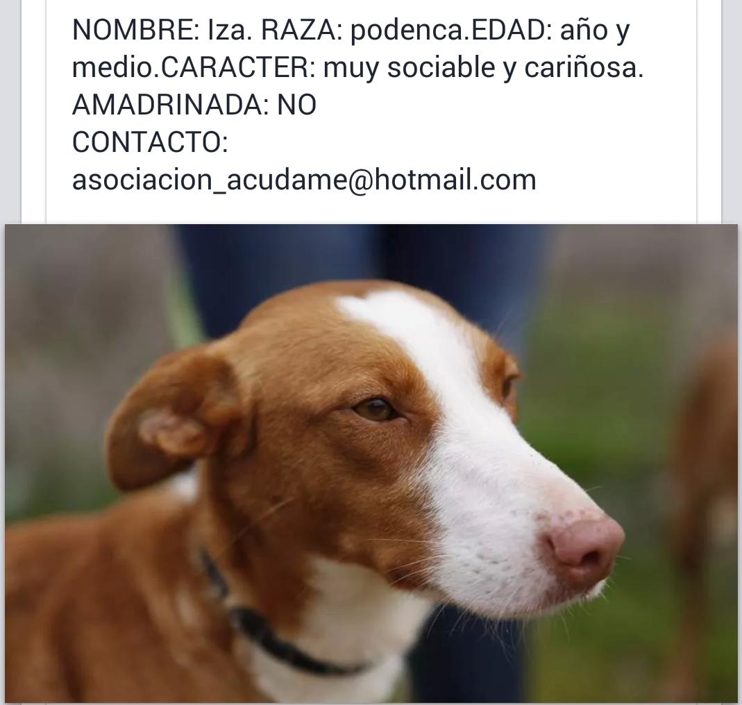 Preciosa podenquita IZA en #adopción responsable