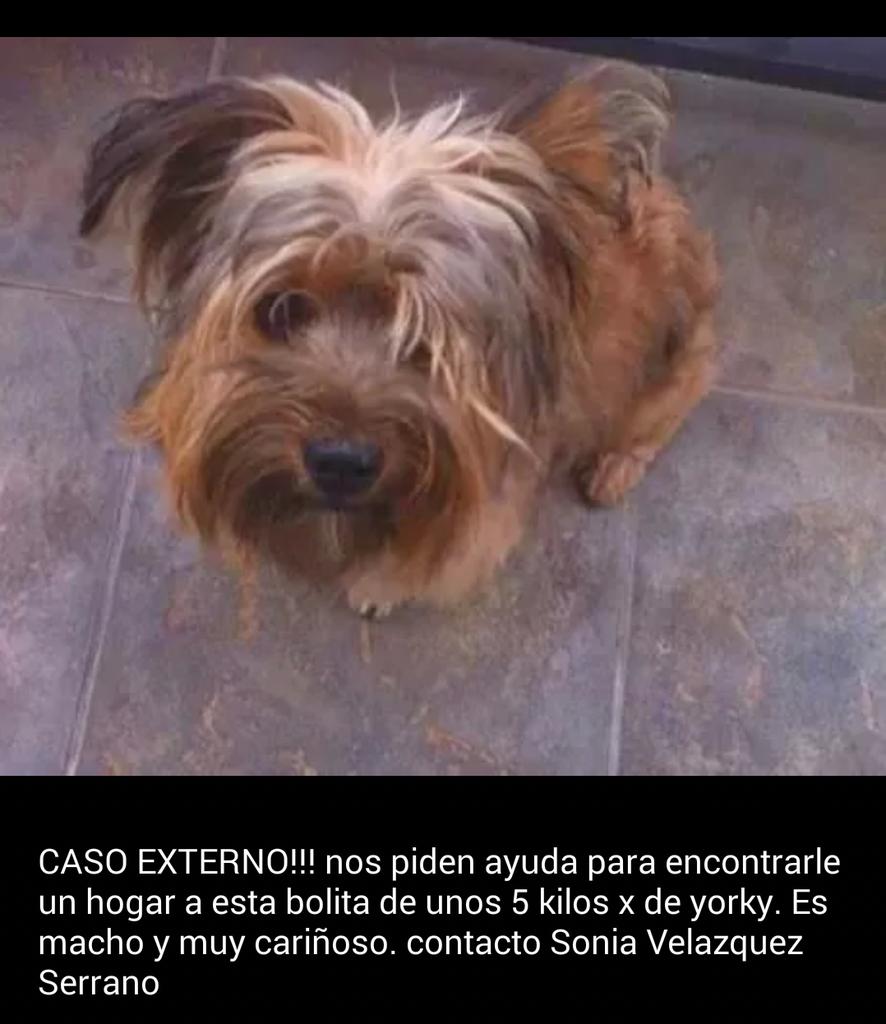 Mix yorkie en #adopción responsable contacto vía Facebook gracias.