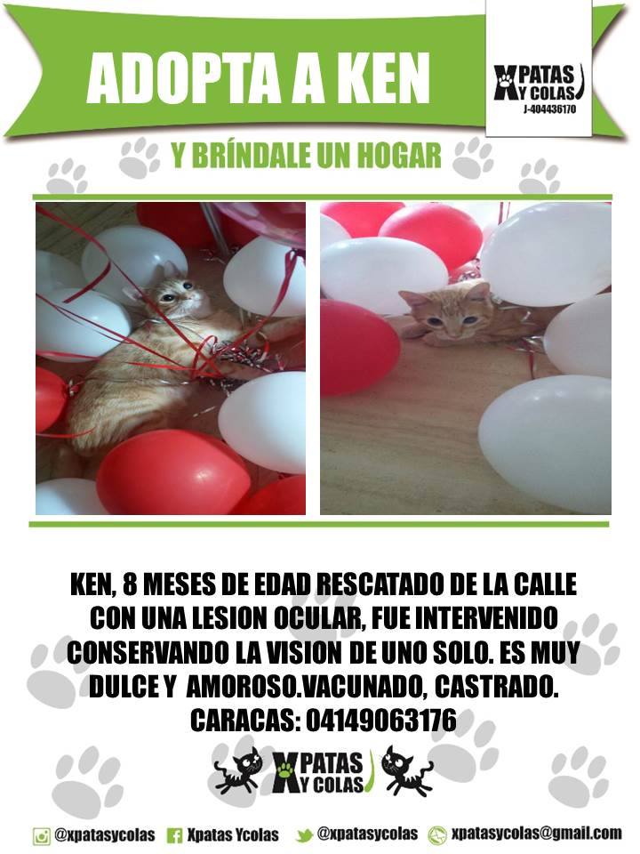 !EN ADOPCIÓN KEN! Bello minino 8 meses.Muy amoroso y dulce. Vacunado.Castrado. Ccs-Vnzla 04149063176 <a href="/xpatasycolas/">XPatasyColas</a>