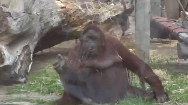 furiadejusticia's tweet photo. #LiberaraSandra: la orangutana y "habeas corpus" p/liberarla http://t.co/MUdnfQAOpn cierren las cárceles qson los ZOO http://t.co/MOQTutEgbd