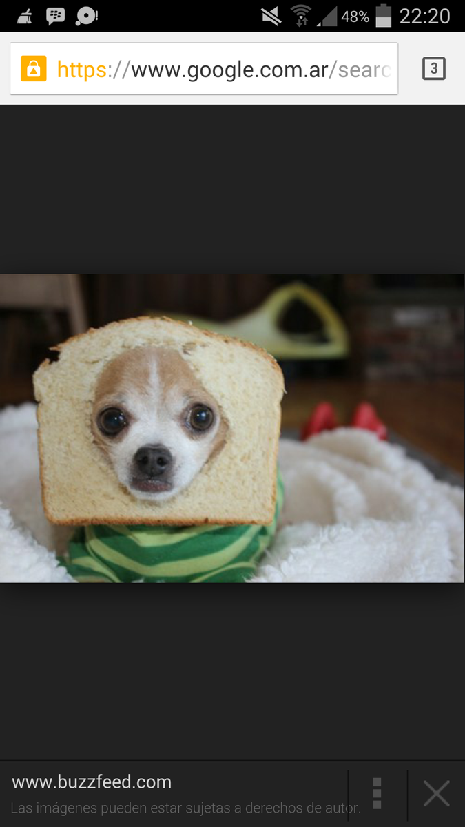 pan_caserooo's tweet photo. se busca novia para mi perropan que sepa lavar plancha y cocinar jajaja #pancoe http://t.co/9yPIZLnuPM