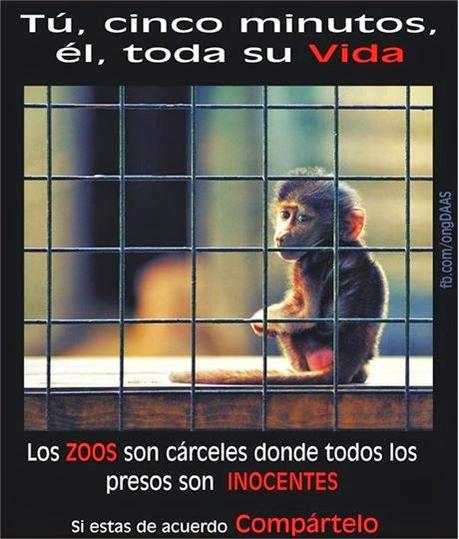 Lu_P89's tweet photo. "@furiadejusticia: "Los zoos son las únicas cárceles donde todos los presos son inocentes!"
#Liberarasandra http://t.co/mc3YEGNYiq"