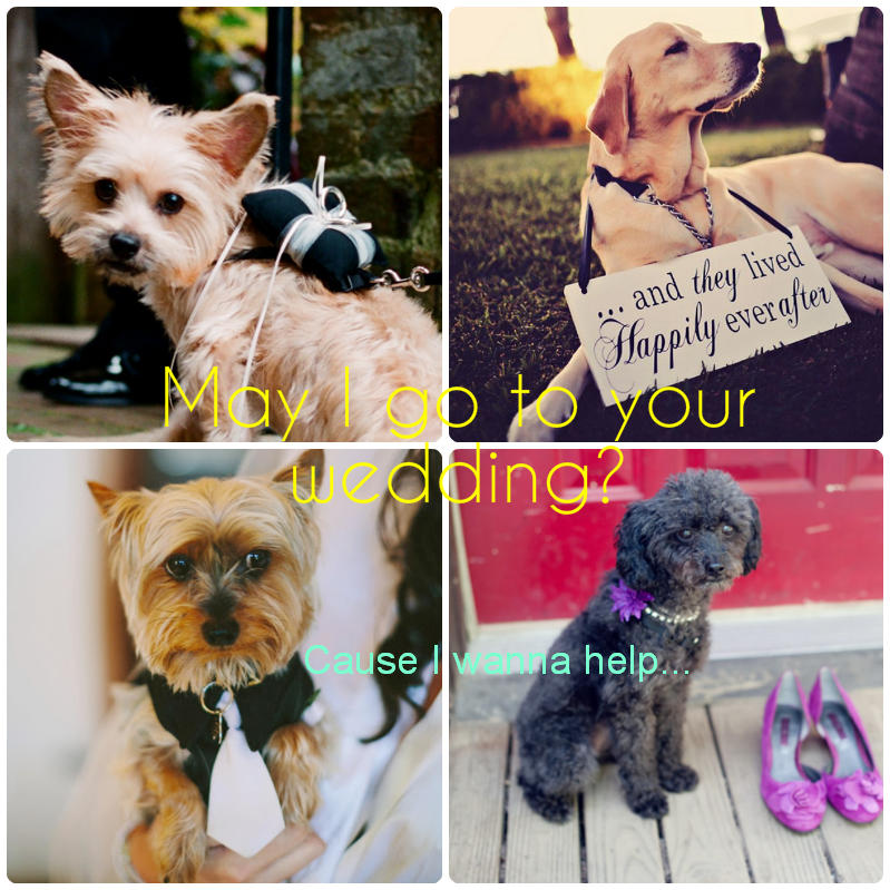 WeddingFF's tweet photo. Will you invite your little pal to help in your wedding ceremony? see who did so... >> http://t.co/gs0JjOEeS2 http://t.co/TAzwXvVUXu