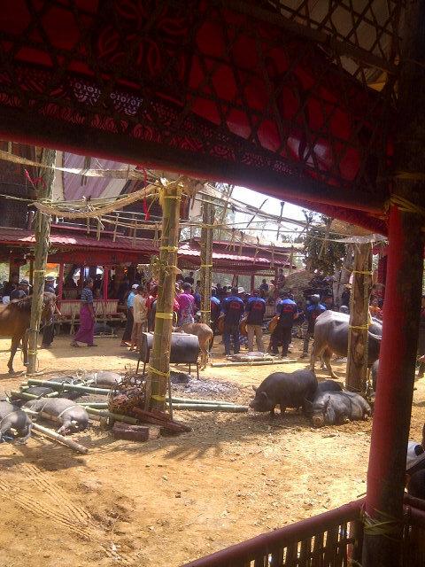 Kuda triping ikut menyemarakkan ceremonial @ Tampan Bonga Torut