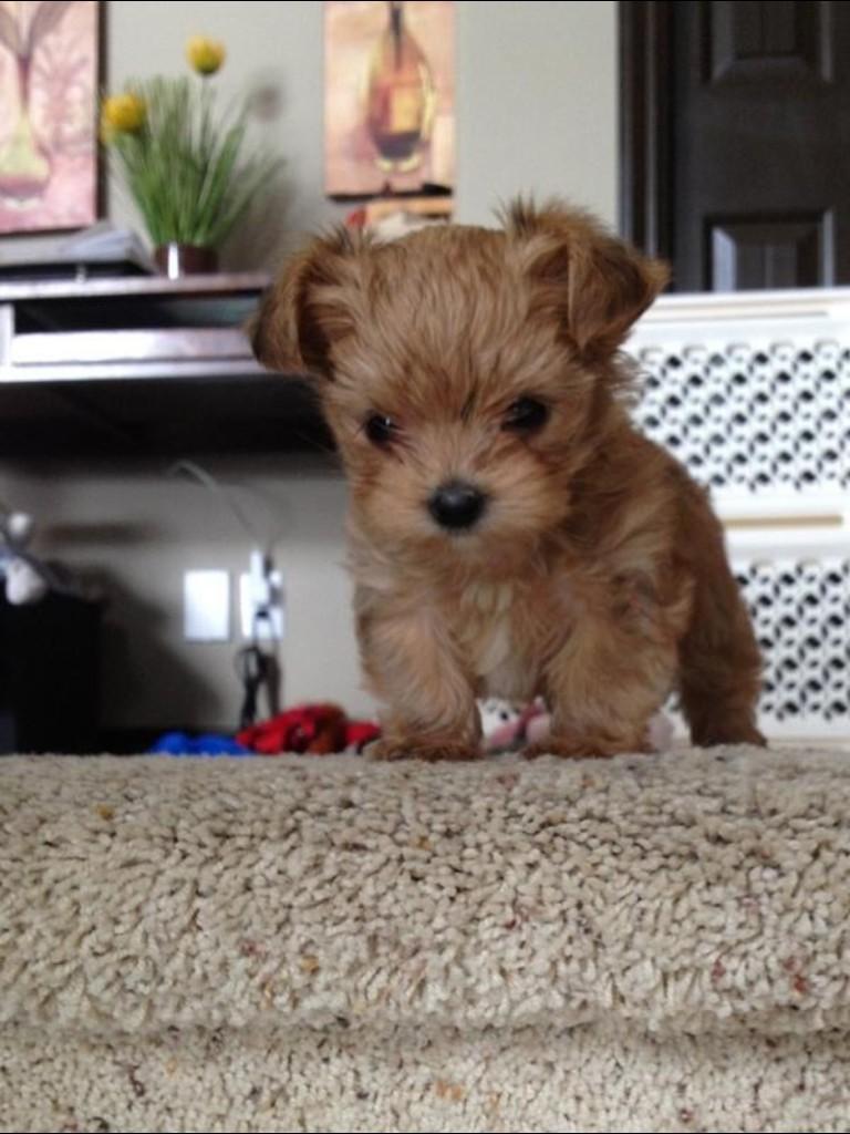 First tweet featuring a cute lil' puppy.