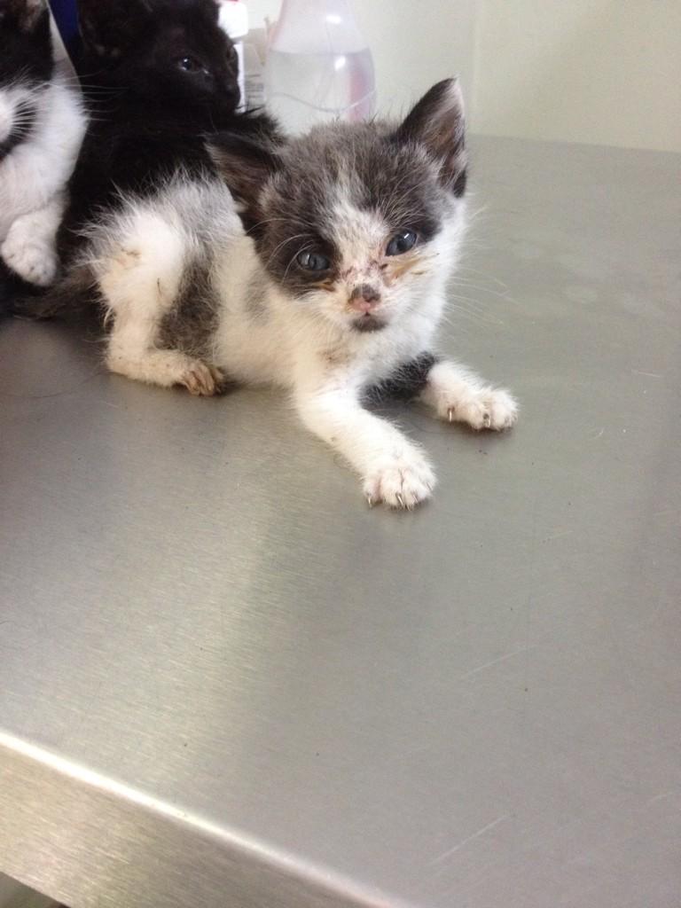 MASCOTASDECALLE's tweet photo. Ayer rescatamos a 7 cachorros sobrevivientes de un envenenamiento masivo en el guarataro. Ayúdanos a ayudarlos. http://t.co/5OC35ILQ31