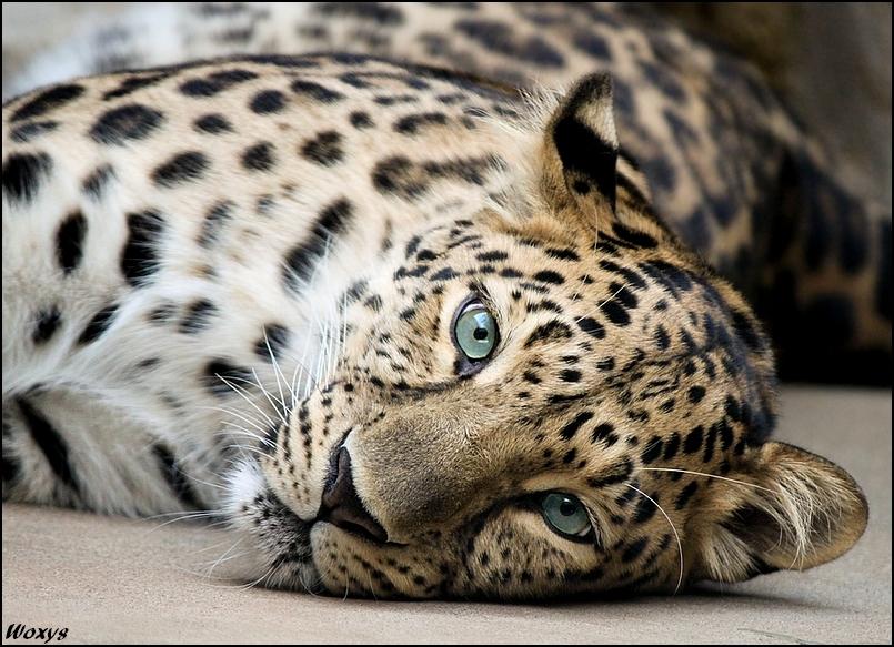 HelpTheLeopard's tweet image. Leopards have dwindling numbers b/c they are hunted for their pelts and are driven out of their natural habitats :(