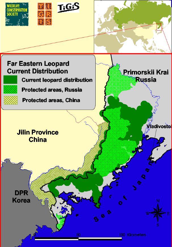 HelpTheLeopard's tweet image. Found only in far east Asia Amur Leopards are very rare! #HelpTheLep