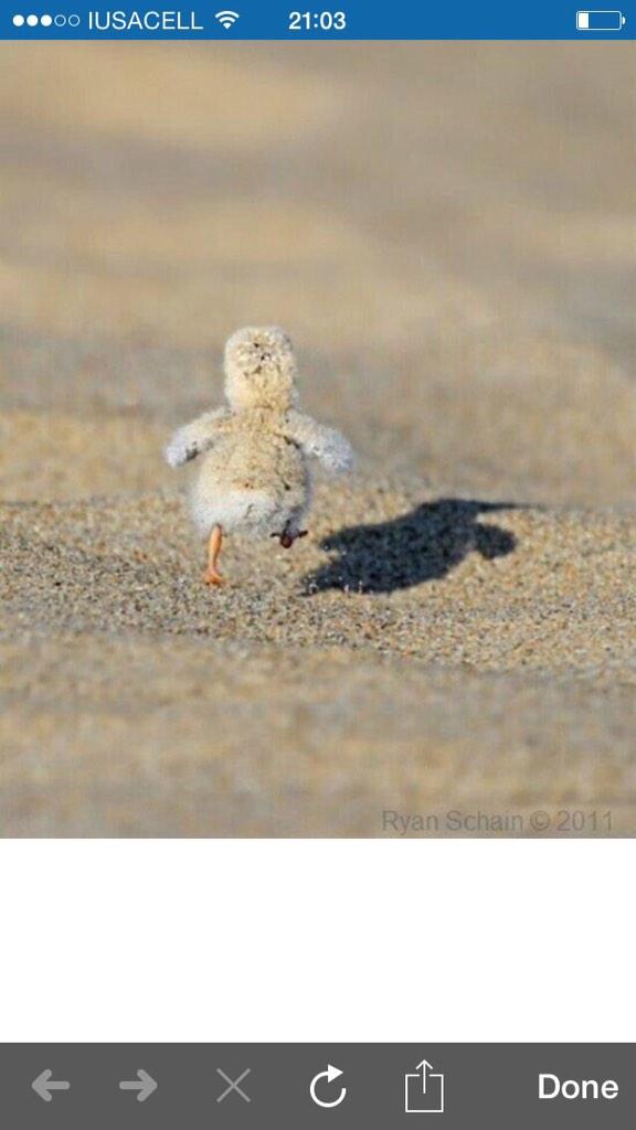 PSeof's tweet image. Quema quema quema !!! @FernandoAlons0 miraaaa como cuando vas a ultramar en la playa !!! 😂