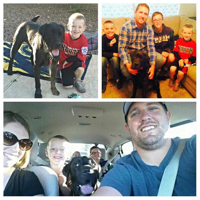 joewebb14's tweet photo. Meet the newest member of our family! #Clarence #labmastiff #3yrsold #puppybrother http://t.co/zs11xyLKhw