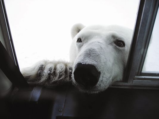 usatodaytravel's tweet photo. Get cozy with polar bears in Churchill, Canada. 10 bucket-list cultural treks: http://t.co/cCrtP8Nkzz  #TravelTuesday http://t.co/Q3aUbAdUR9