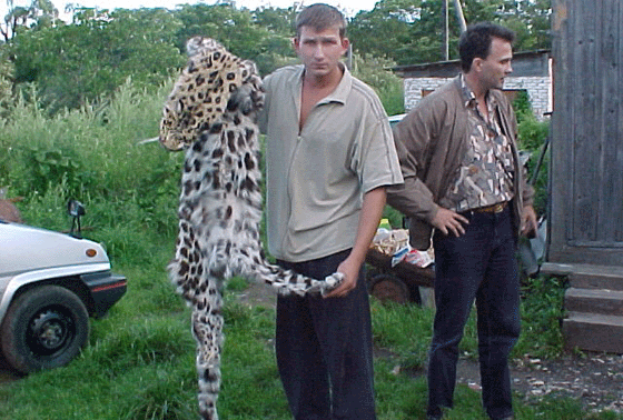 HelpTheLeopard's tweet image. End the poaching of Amur Leopards! #HelpTheLep