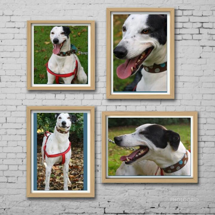 BorderlandCally's tweet photo. Toby @NWDogRescue really doesn't like kennel life, only in rescue as unwanted. Fab boy 😍
http://t.co/58IdZQWOrB http://t.co/7Zc7HNT9o5