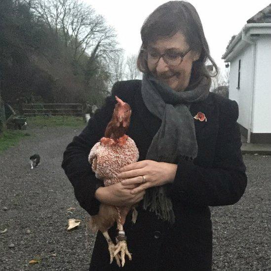 BBCNewsNI's tweet image. Father Ted star Pauline McLynn knits woollen jumpers for battery hens bbc.co.uk/news/world-eur…