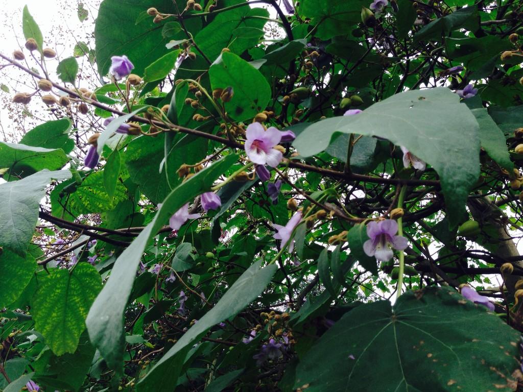 TheKitchenGard's tweet photo. Beautiful Paulownia in flower in Regent's park #foxglove #tree #London #plantchat http://t.co/0hxJ1UTdfQ