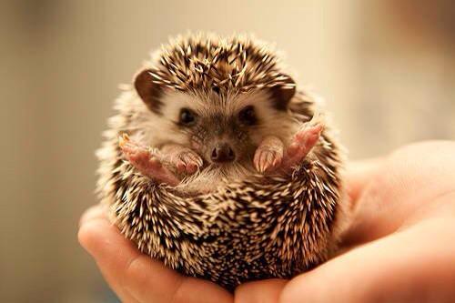Emergency Hedgehogs tweet media