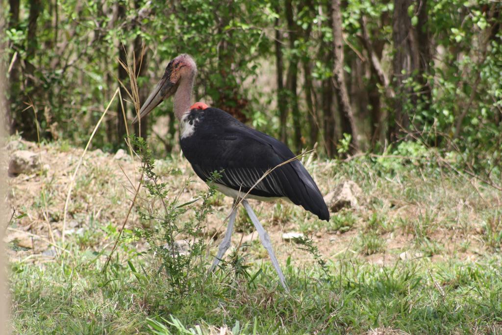 See the beauty of Mikumi N. Park. Visit and enjoy your stay. Book now...! +255 767 536 135