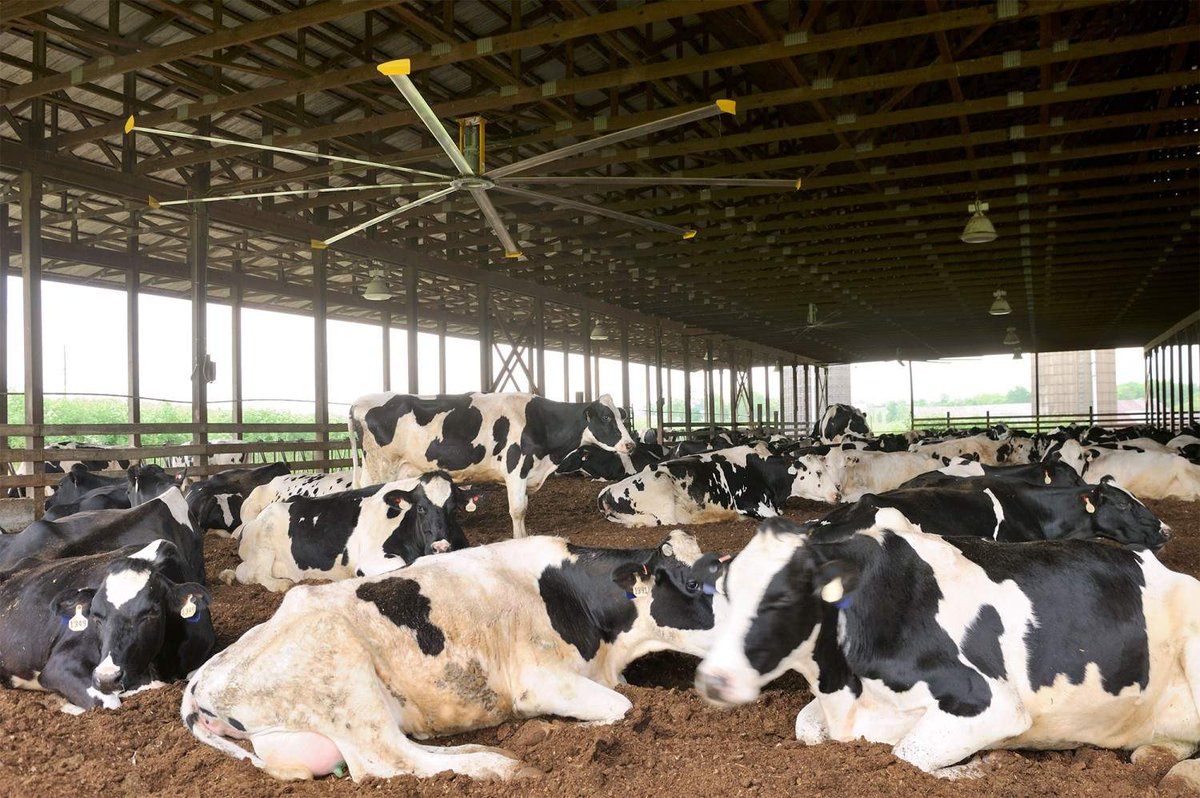 BigAssFansHK's tweet photo. #China Looking for Safe #Milk Supply, Part of the Answer is #CeilingFans https://t.co/5uJEUYVk7W #Australia http://t.co/0ftYo9fBTZ