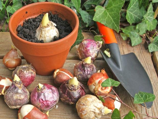 Bulbes à fleurs : Nos conseils et astuces de plantation >>> alsagarden.com/blog/bulbes-no…