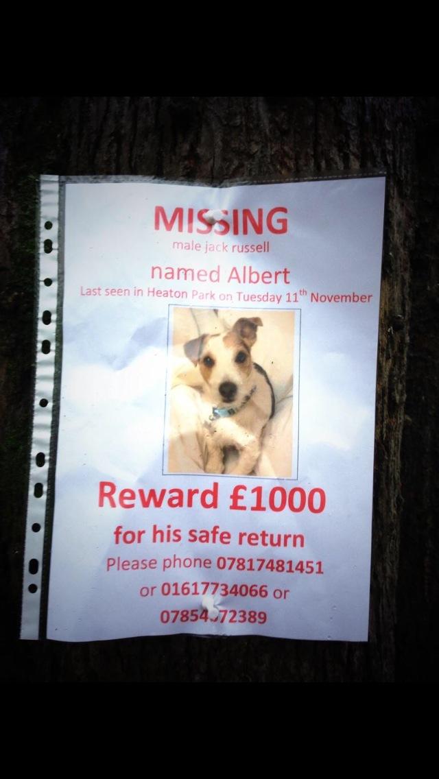 peemail's tweet photo. πΆπΎAwww Albert is missing... Pls help him find his way homeπΎβ€οΈπΎβ€οΈ#findalbert http://t.co/NY8qm29EyU