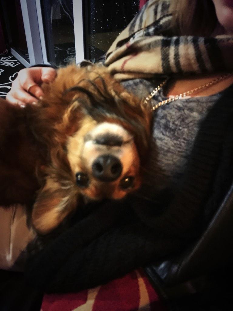 ScottMWagstaff's tweet image. @amyhubcast he reeeeeealy wanted to stare at me! #kingsquirrel #castingdog