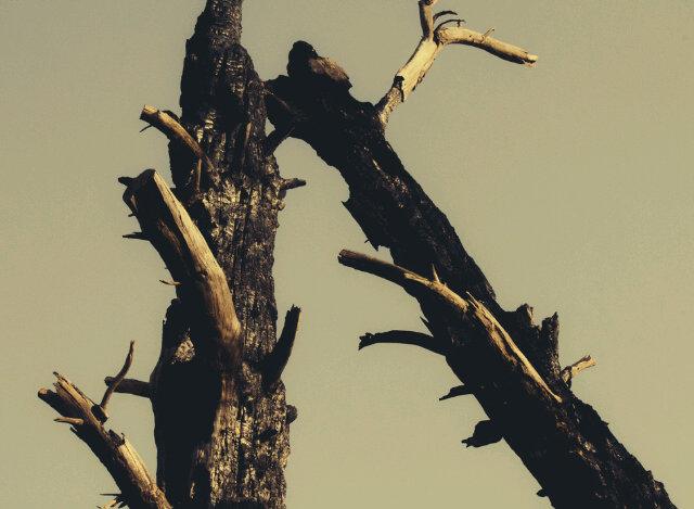 apicturesdream's tweet photo. Siamese Trees. http://t.co/8A0VYgTDGf