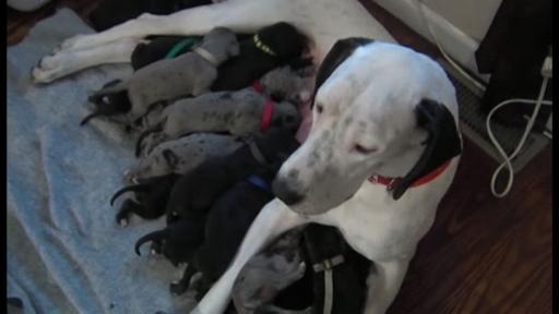 itvnews's tweet photo. Great Dane stuns owners by giving birth to 19 puppies http://t.co/YASiAJJRwl http://t.co/3VKYm65JCm