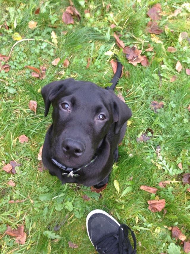 iBallisticSquid's tweet image. When you let most dogs outside to go play they go mad! Marley just sits there looking at you aha