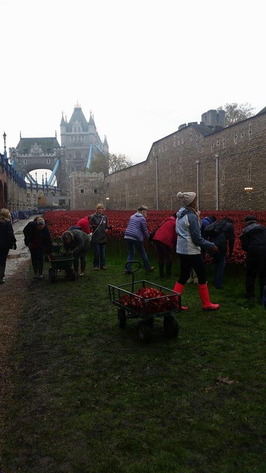 ASKCareLtd's tweet photo. Volunteering to take down some of the 800,000 poppies at Tower Poppies. http://t.co/XIa8XPKlUC